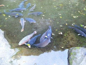 高千穂峡の生け簀の鯉