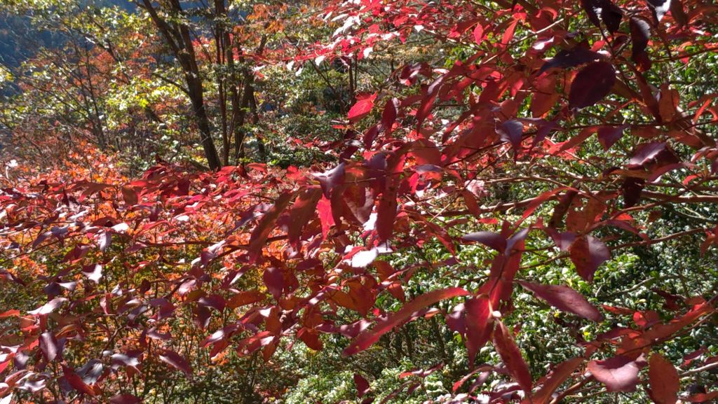 2018年 秋の紅葉を観に奈良県の大台ケ原へ。でも、すでにちょっと遅かったかな^^;