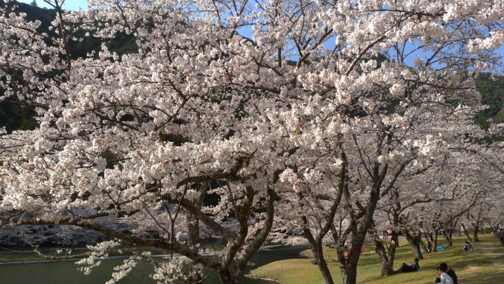お花見なら下北山スポーツ公園が絶景