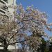 地元の桜２